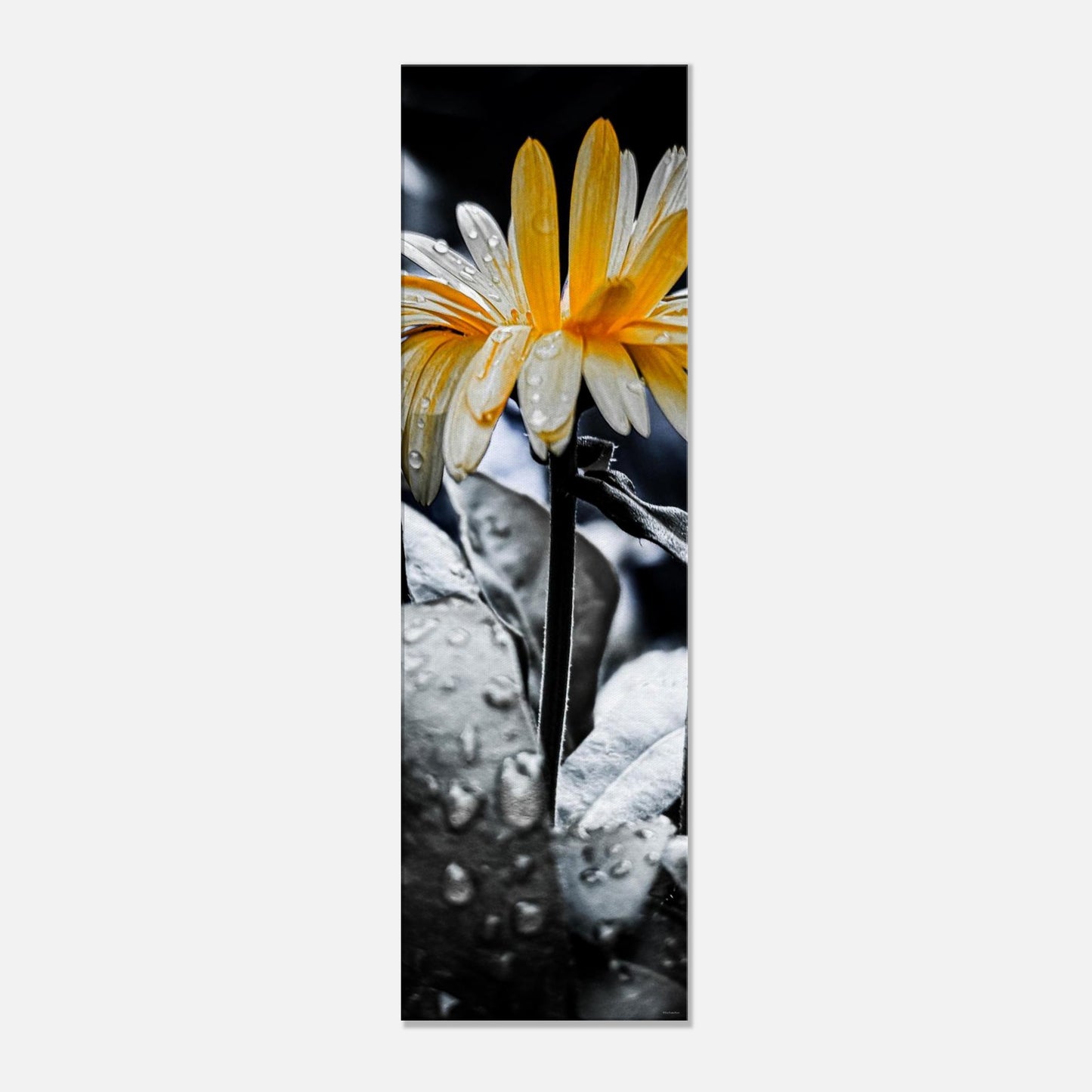 915eddd1-5946-48f7-9696-76700b7a5157