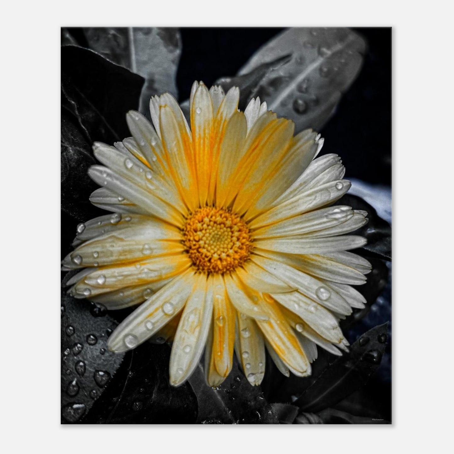 999c5529-1a48-4e10-8cba-8b2692aeb482