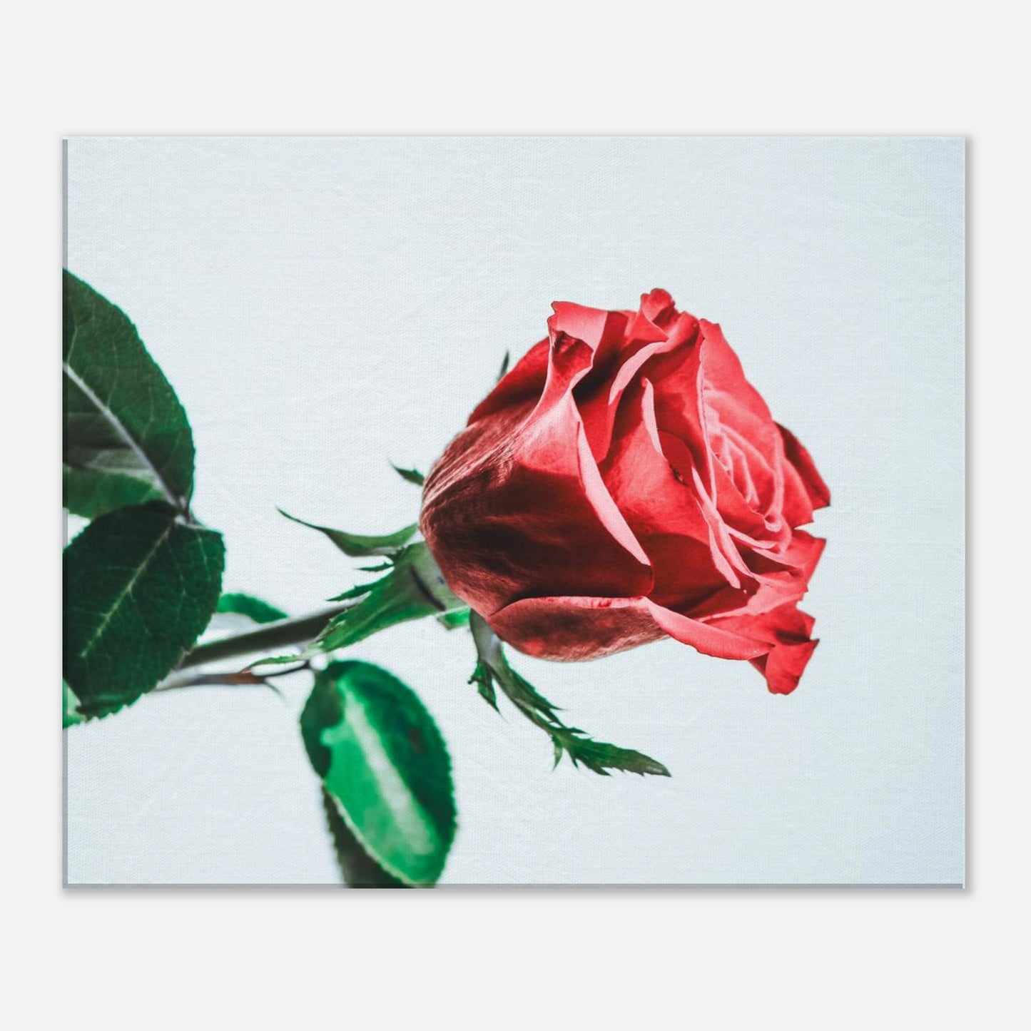 9c2e88bc-1745-4121-961f-55f5924d1c66