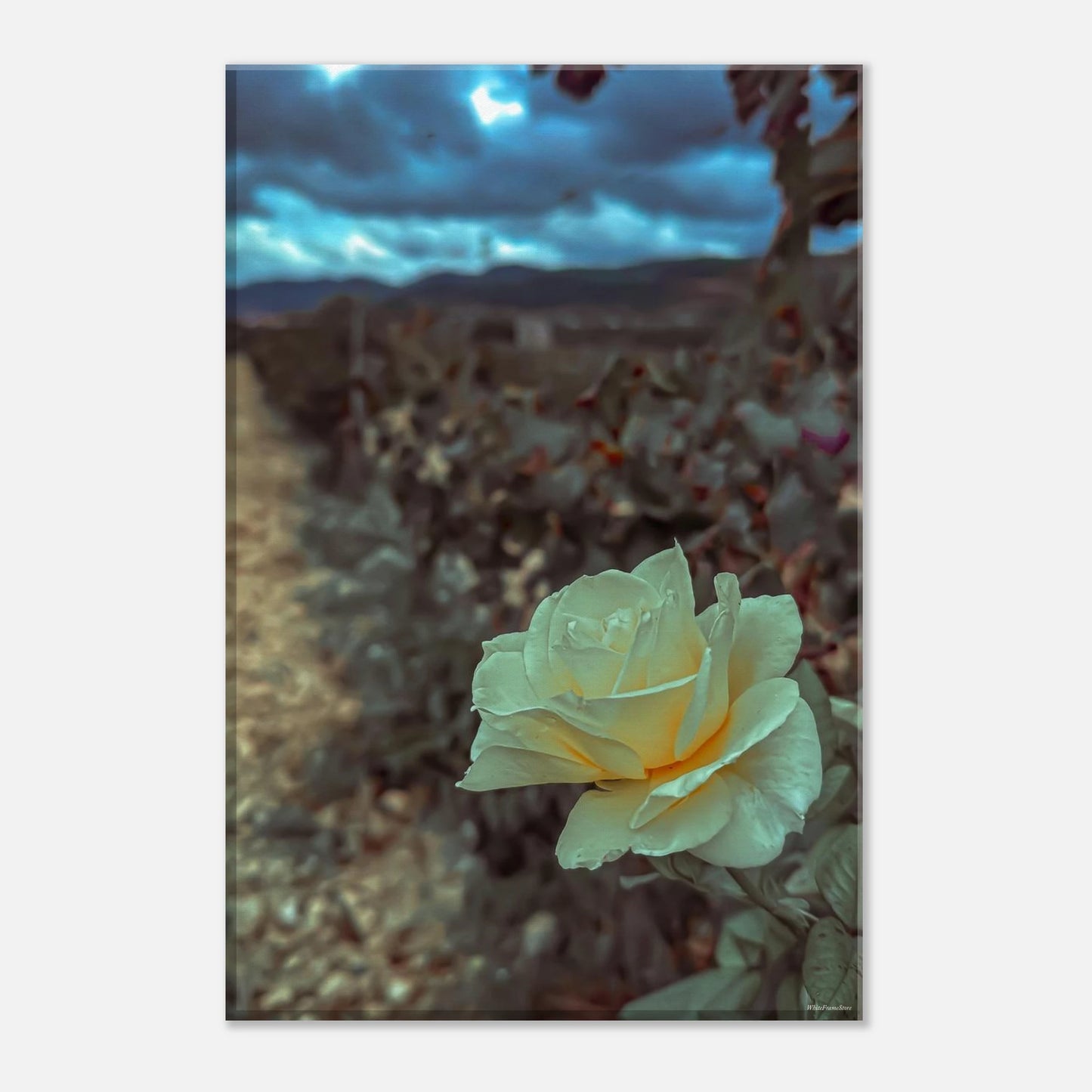 9e1bbb17-8c54-4915-a3fd-c7c32efefa91