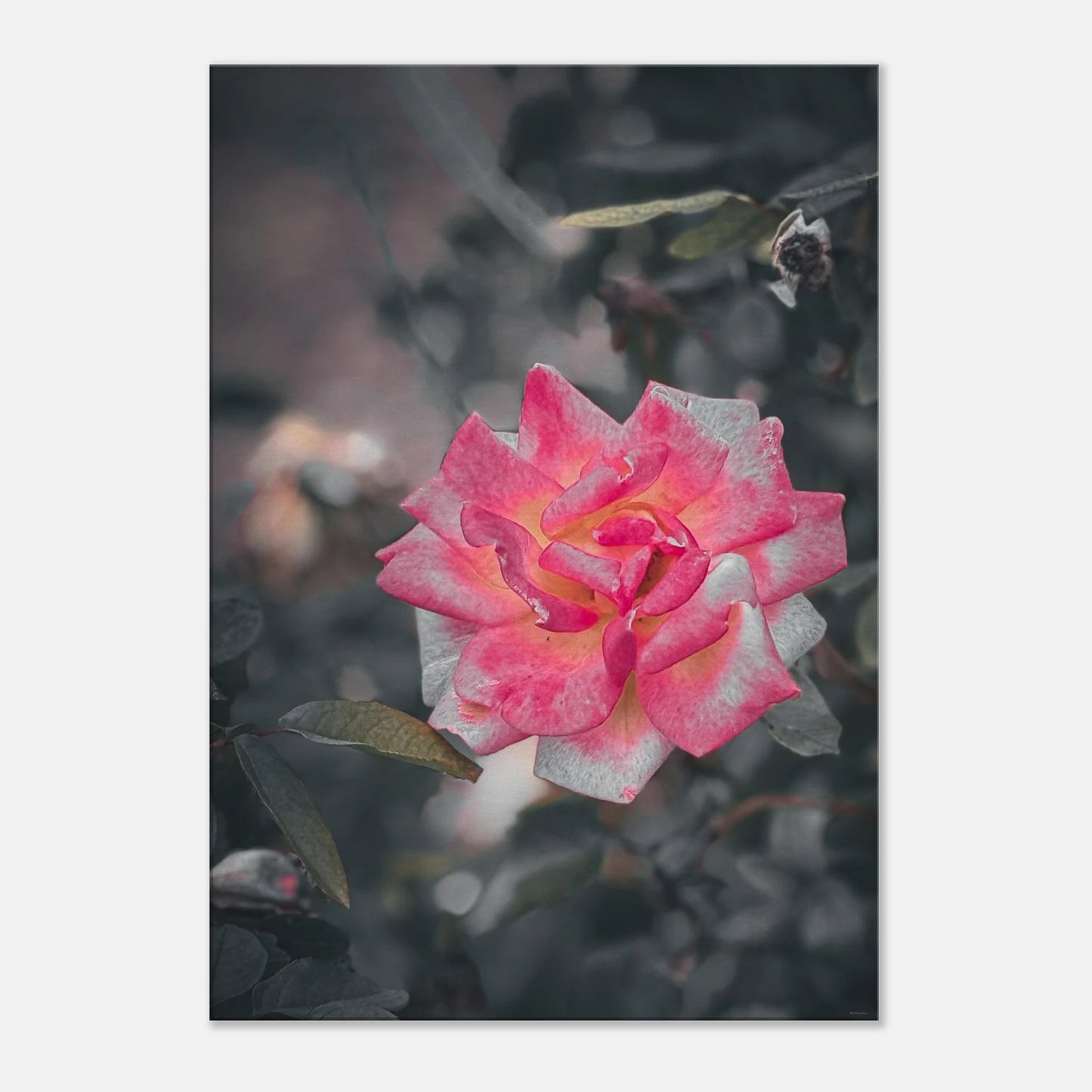 a070236b-5390-489b-a069-af15e16a96eb