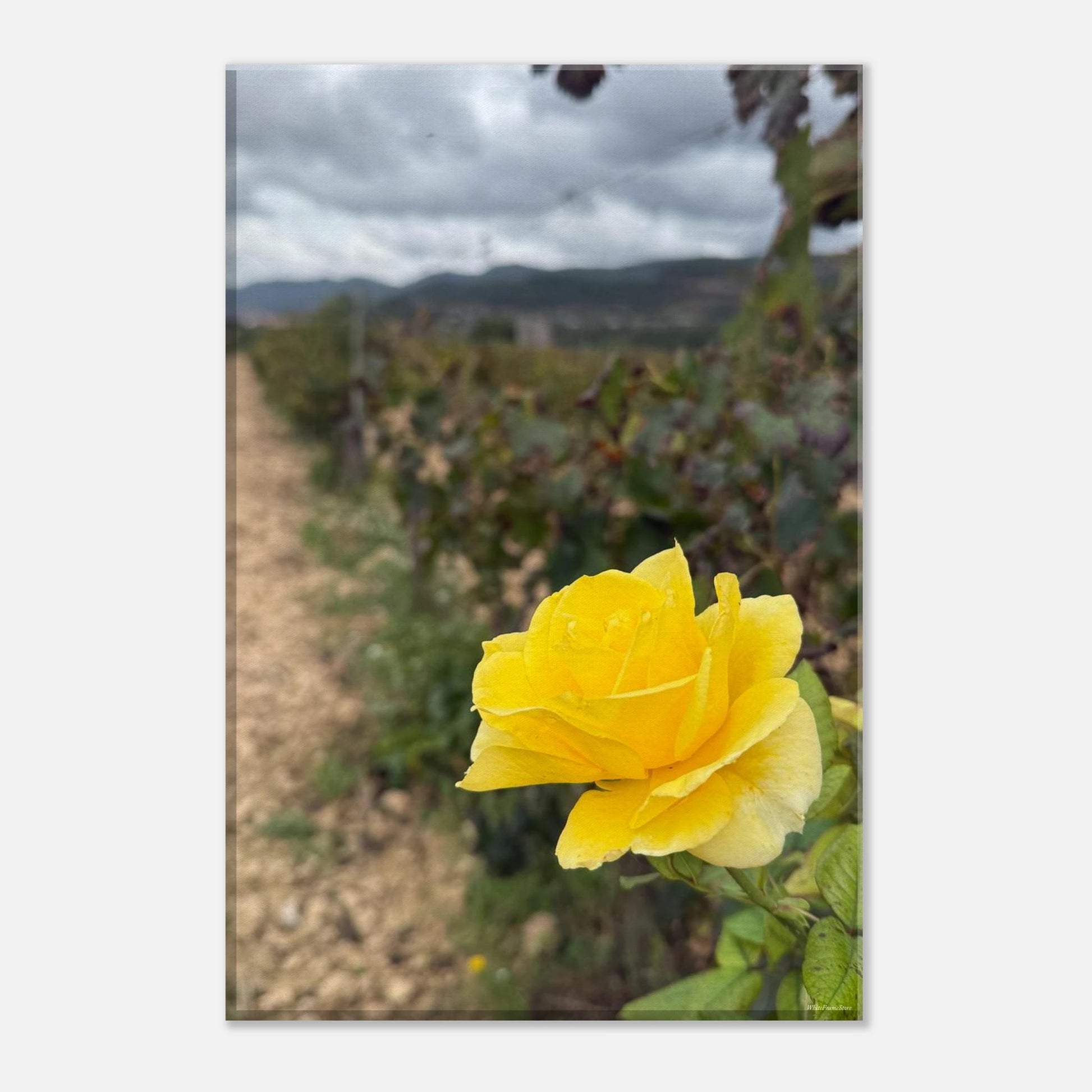 a13d9564-bdc5-4ed7-a682-d4755af30364