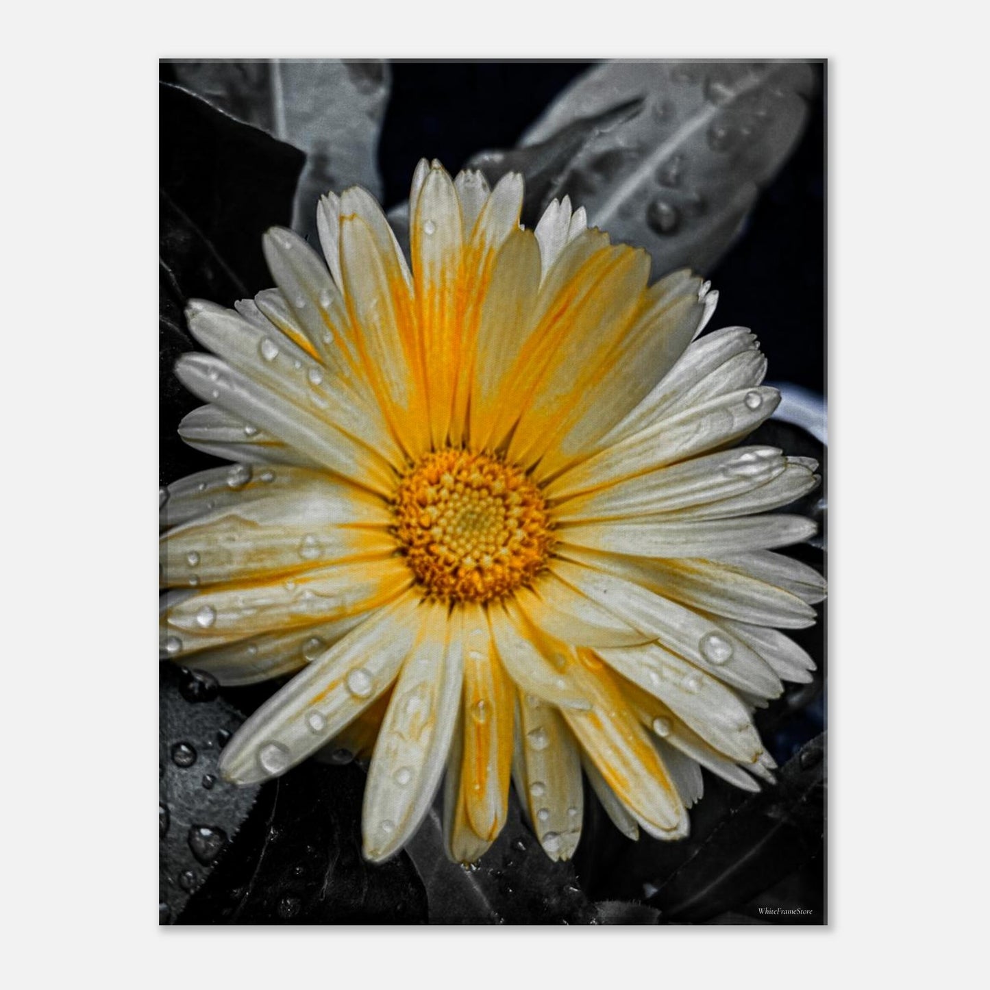 a5368a4a-97d2-46da-aad1-a7902ba2db7d