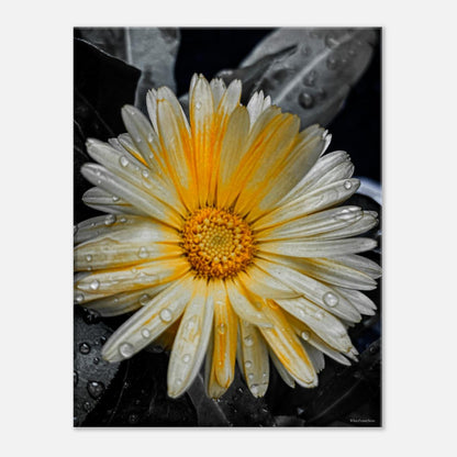 a5368a4a-97d2-46da-aad1-a7902ba2db7d