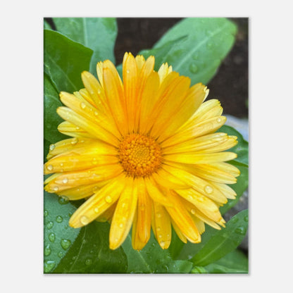 a558dc54-99ae-49fc-a62c-e3f4b307c3a4