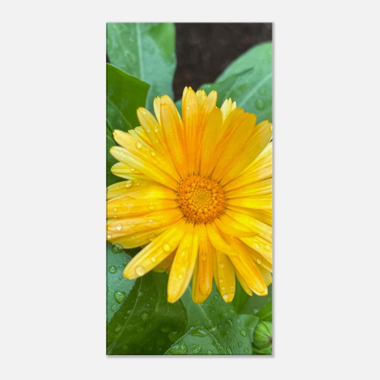 a611c26d-d653-4d67-93ce-5a00642a7ed3