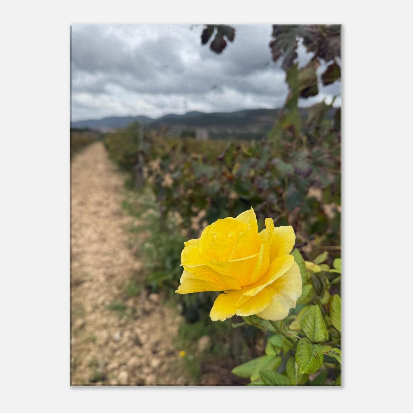 ab4e1510-857f-41ba-8b40-7e19724e822f