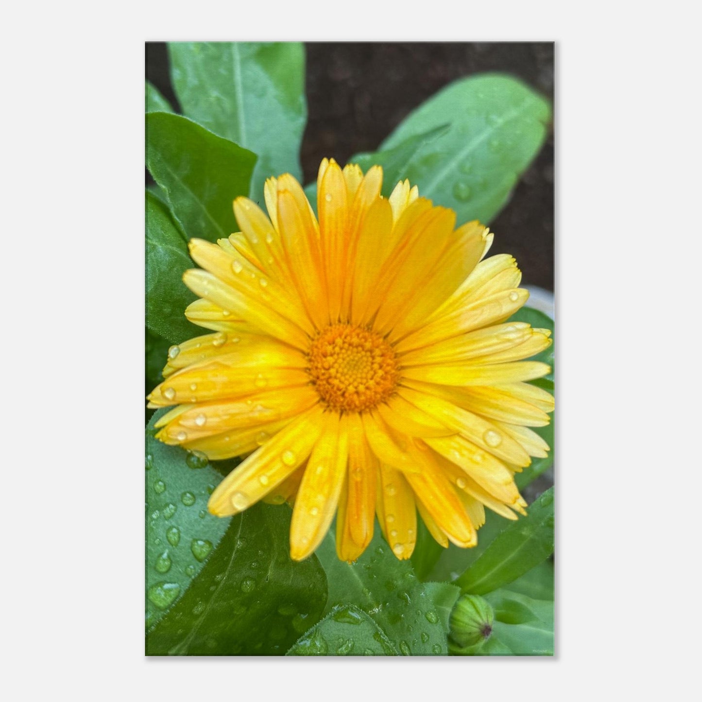 ae44345c-1c3e-4ba2-a110-2ecc97709bca