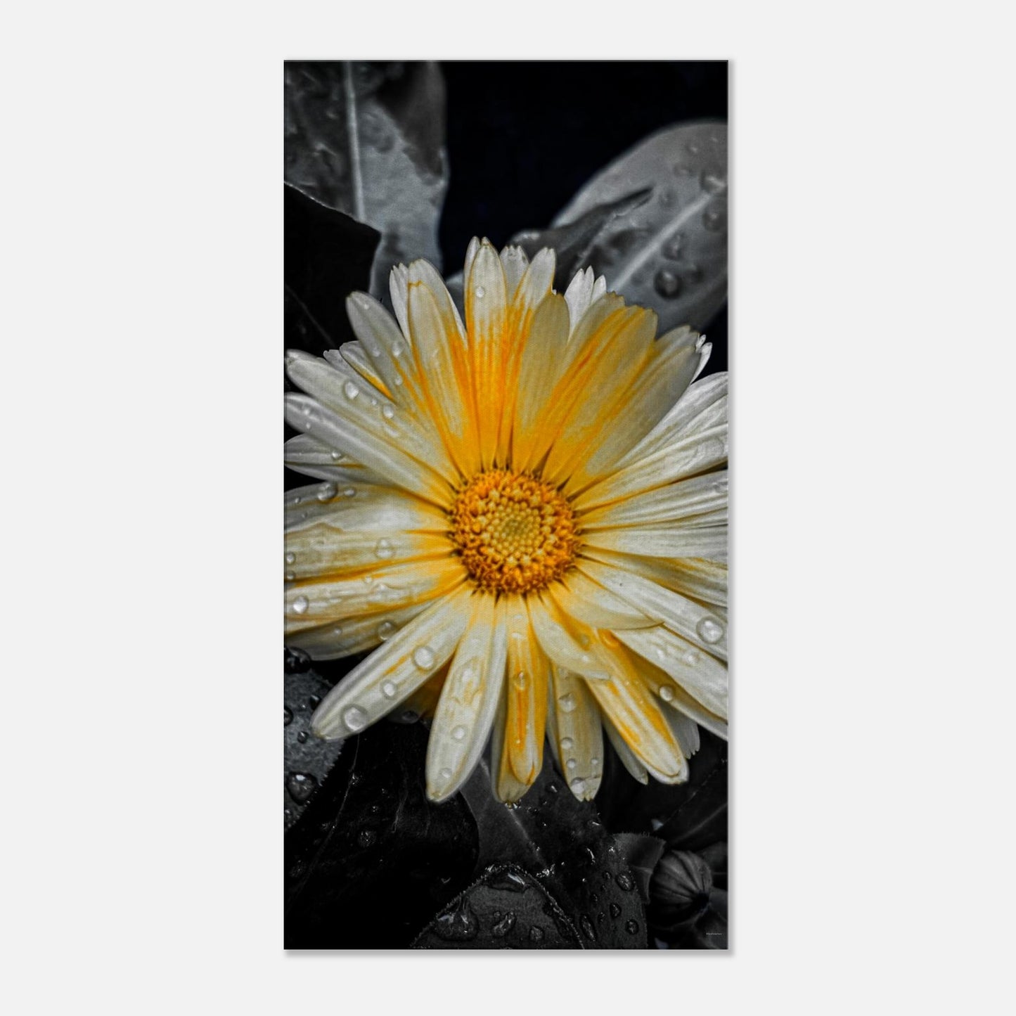 af819c7e-3fe2-4ff6-881c-05f64fb653bc