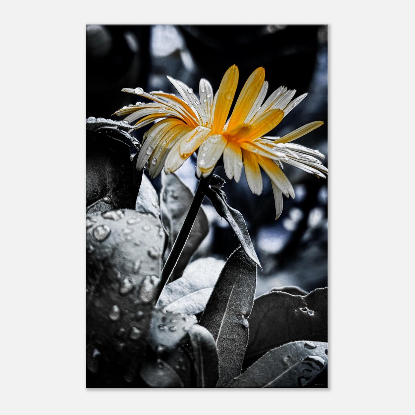 b2a44df5-3be5-4721-8641-3c6ff25389e4