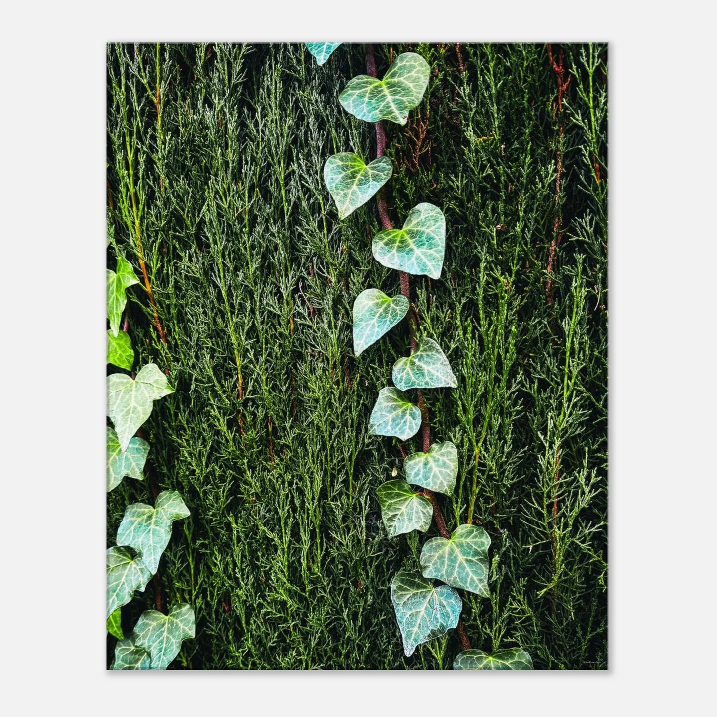 b33c5a25-0fae-4262-8833-0c1a70b69b79