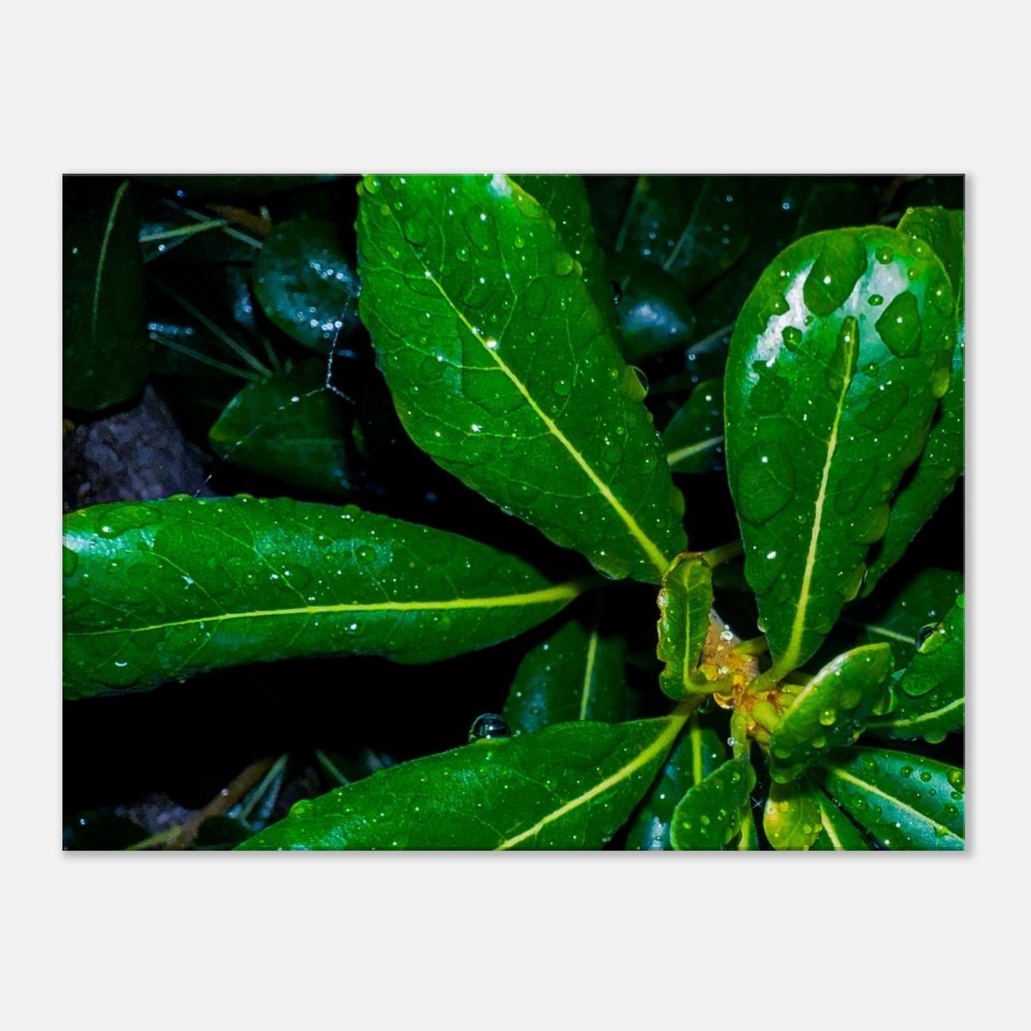 b7185eeb-c29e-452c-8ef9-b58f04fdd350