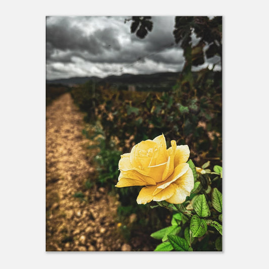 b8d9e422-b27d-4b6b-88d6-9206a554e0bb