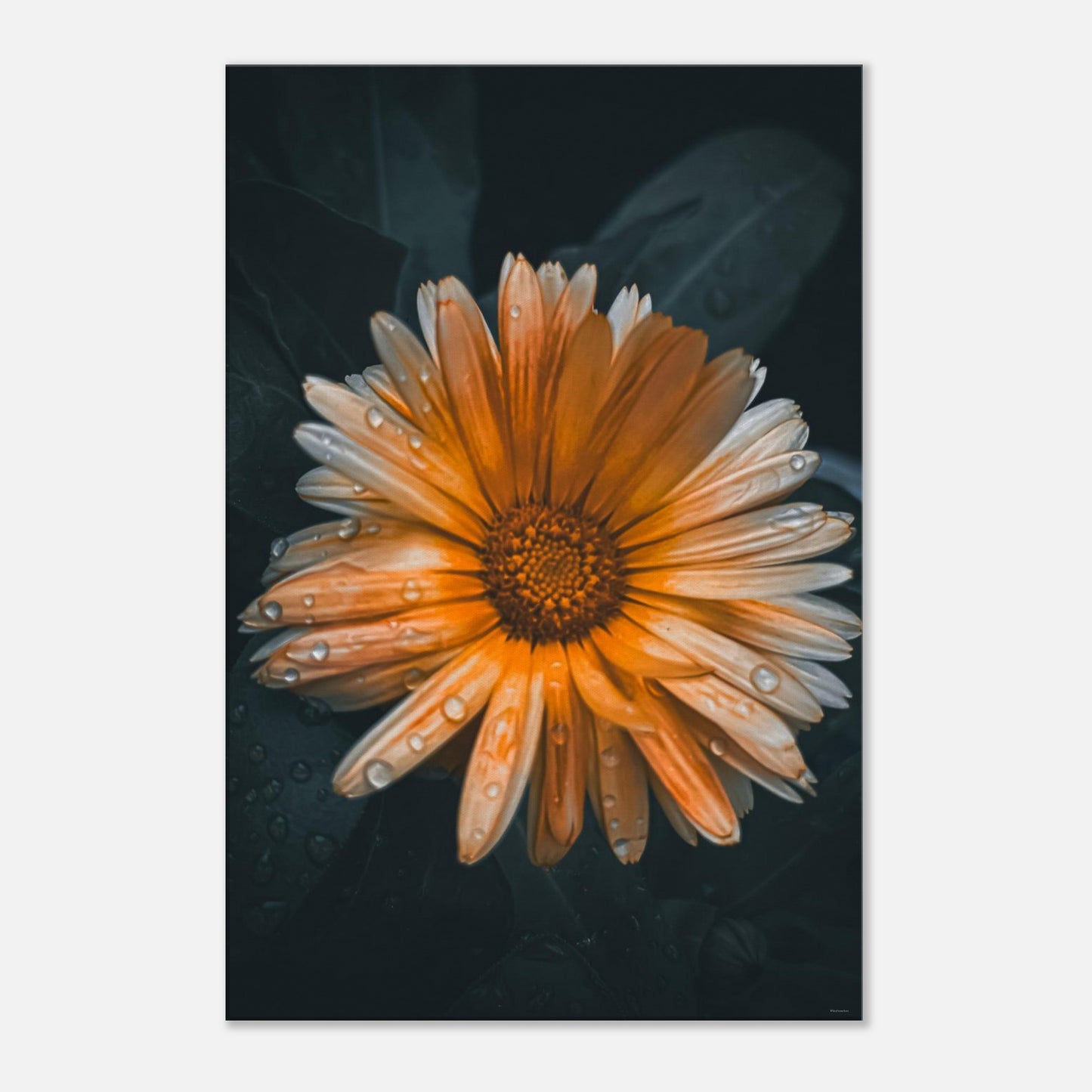 c0b5c8c3-ef14-4459-904b-2b75b10366c8