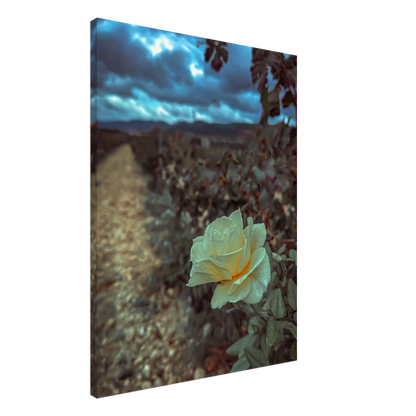 c2a68c9b-ede2-4997-bd72-f2c0c05cf58f