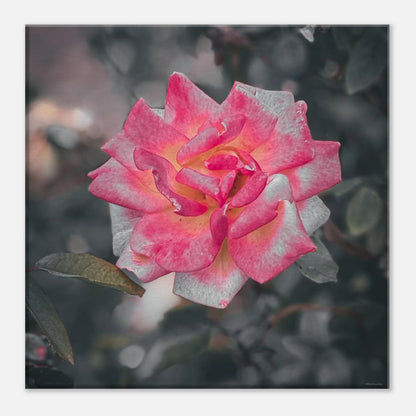 c468c7b1-9998-44ef-a787-e00c0253e691