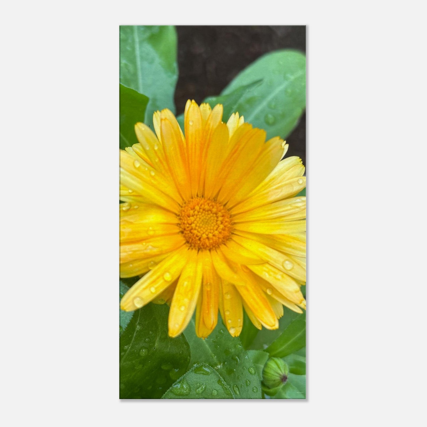 c4c23f91-bdcc-41ef-82b1-90ed55e987f7