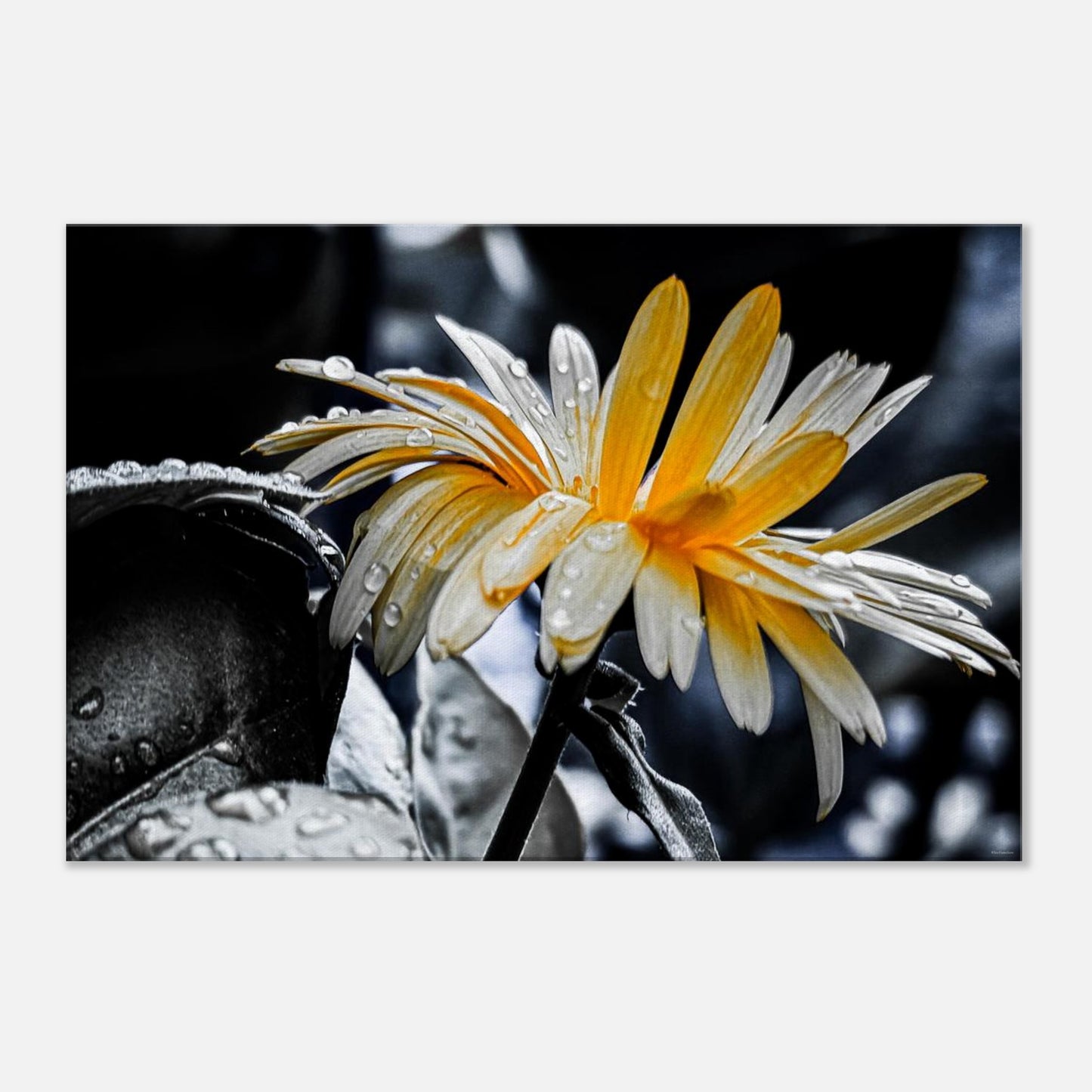 c5295299-4eb5-4614-834a-a27b71295c61