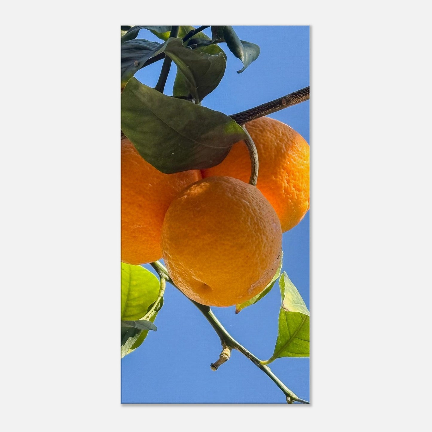 c64f870b-d664-41d6-9fa8-a810c9febfec