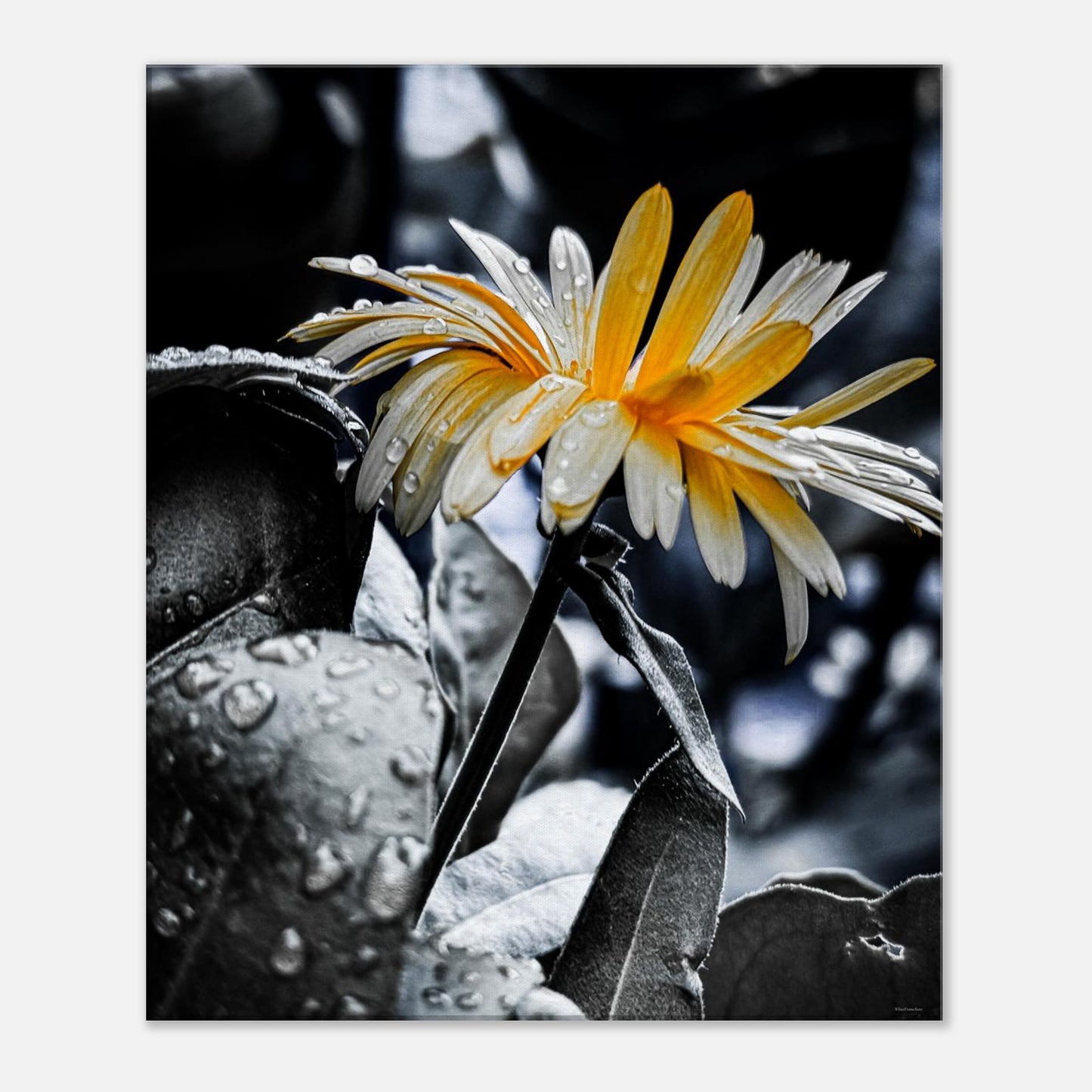 c69bc590-67b3-4c1f-ab62-1699dc1d322f