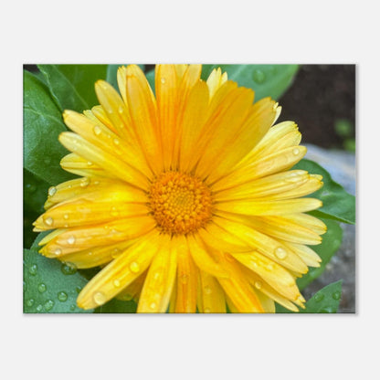 c7411300-b438-4502-894d-faf137dafaaa