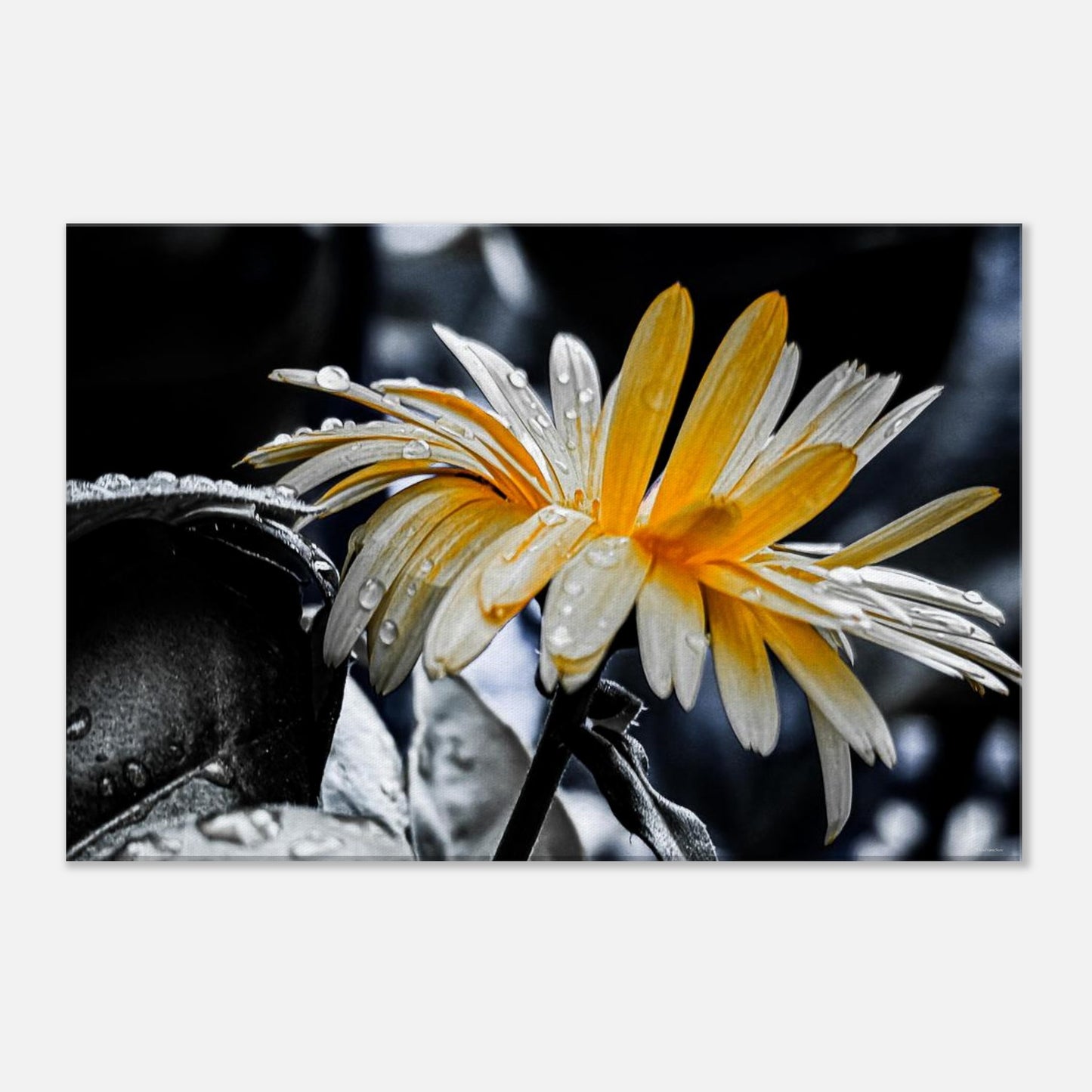 c90267c4-214b-4b22-94f3-7042df20f288