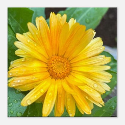 ca738aa5-8c0b-4f79-9897-c4716cd3a84f