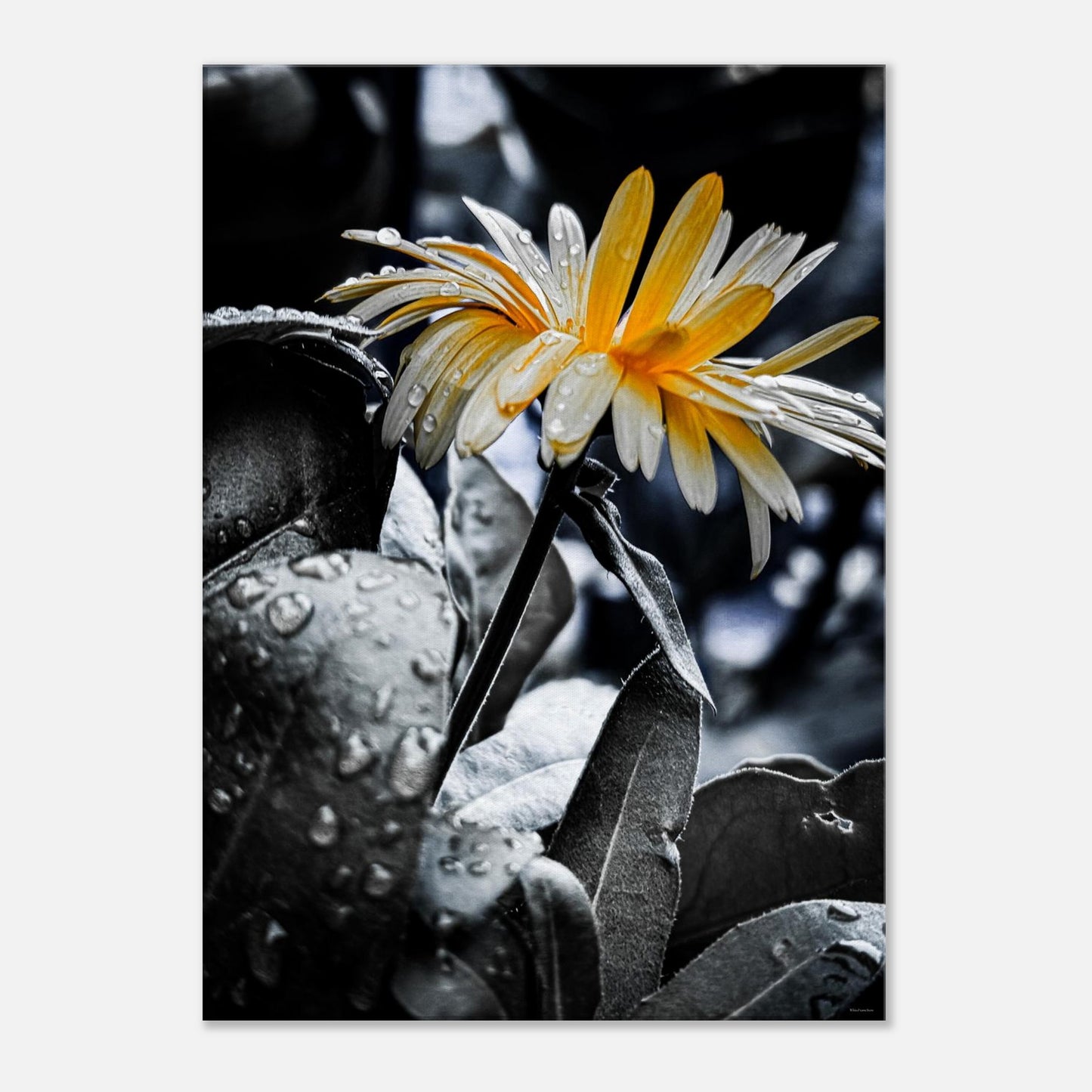 cab615f4-63e5-4404-a859-4058af375af5