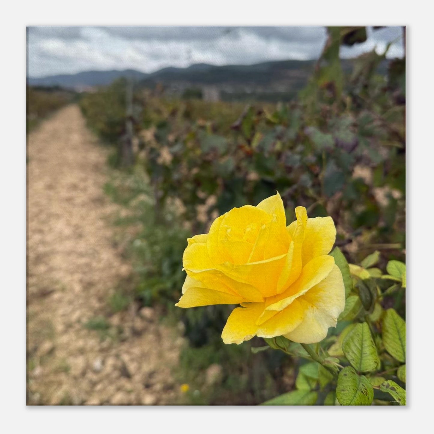 d29854c4-9858-4b7c-8f8e-49d1308cc7bd