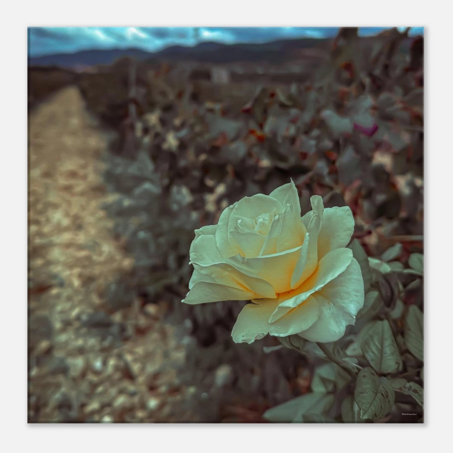 e148a3de-6b35-4764-903d-754ae2a9e5e1