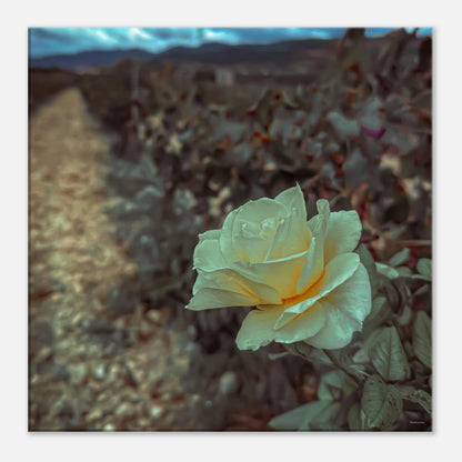 e148a3de-6b35-4764-903d-754ae2a9e5e1