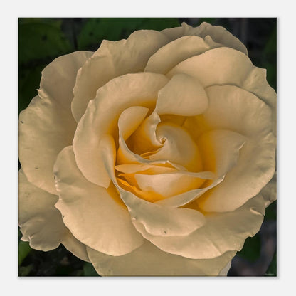 e1d72009-1e9b-4457-a513-77e83c1c252a