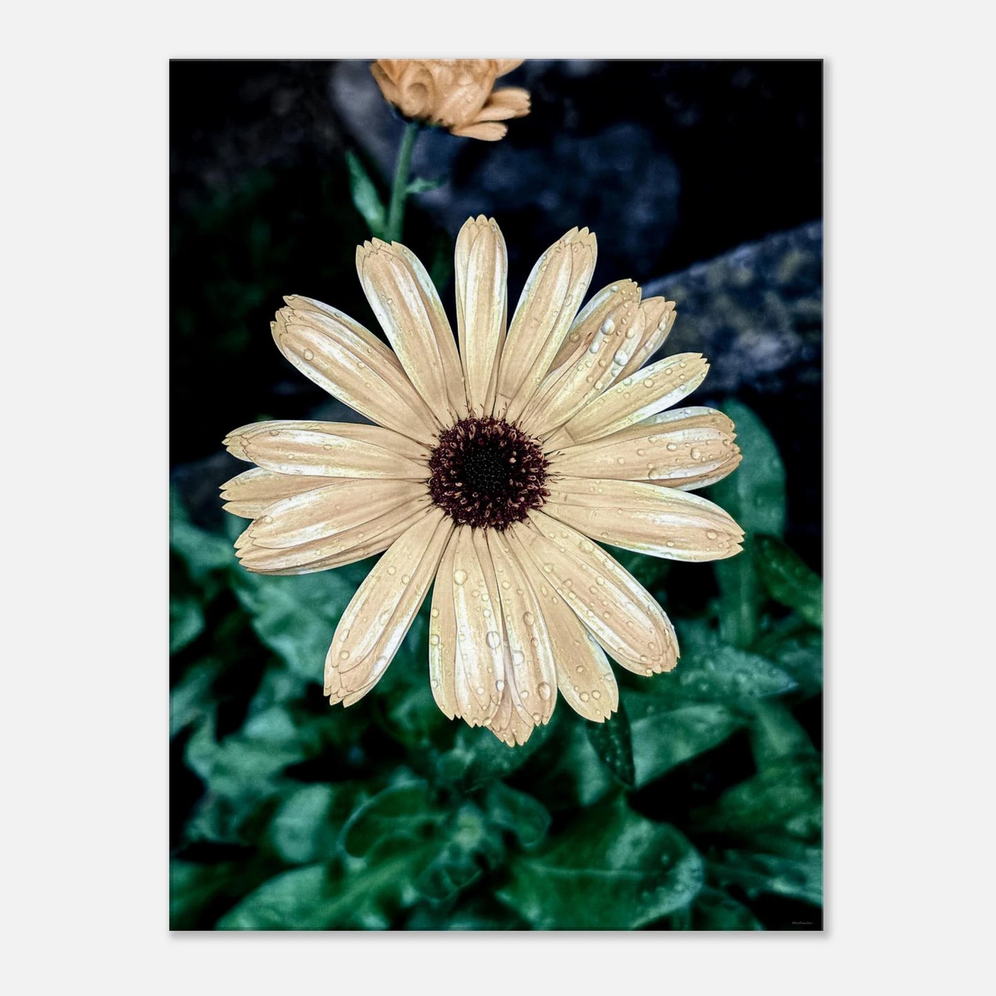 e4b2449b-9214-499e-9771-0150524efe51