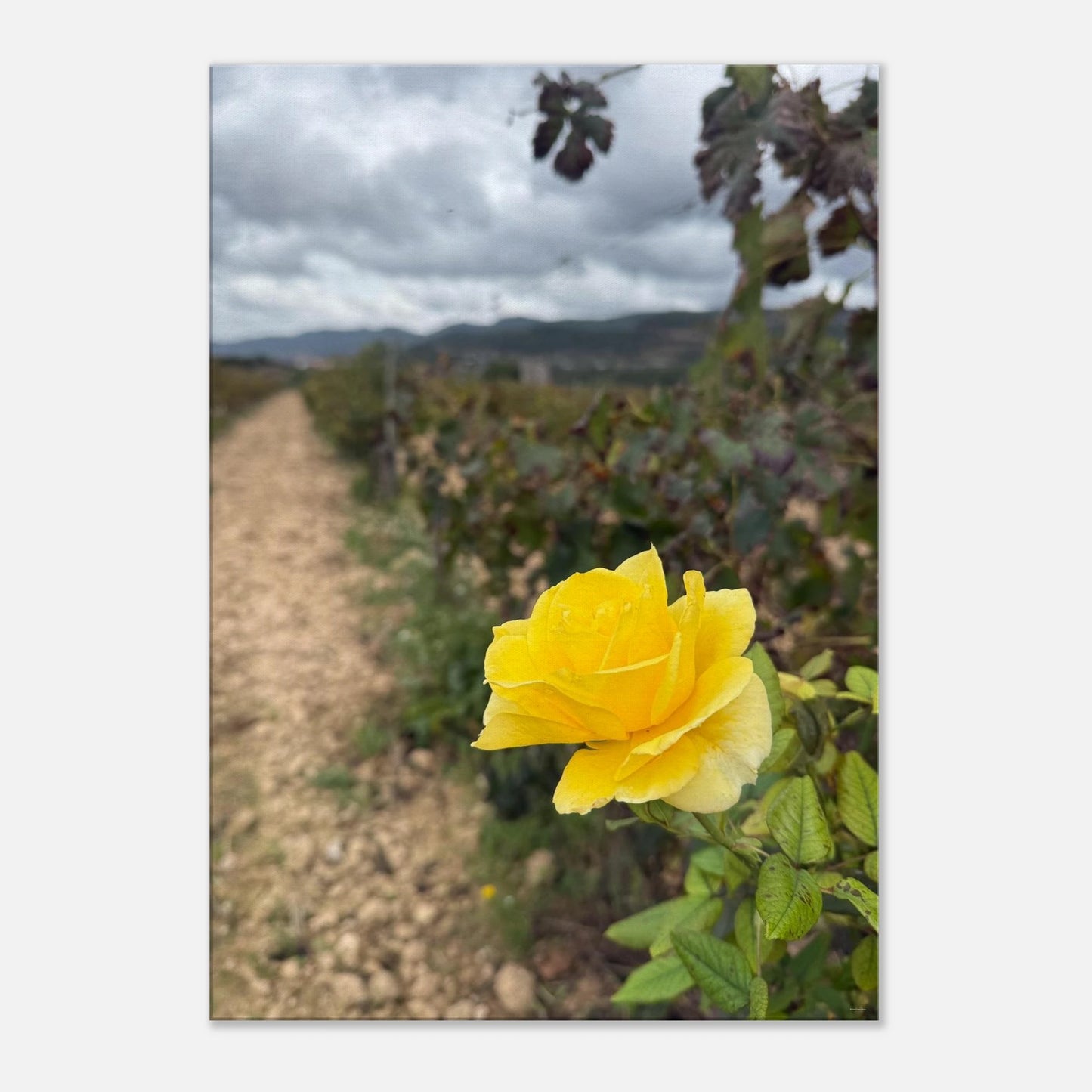 e509f3aa-4007-4f29-861a-339c4693e72f