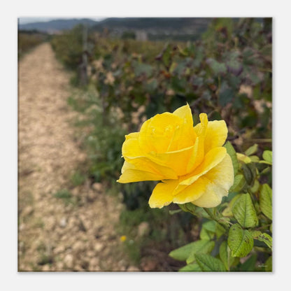 e5ff9ef6-f4de-41c0-af41-658b645f5948