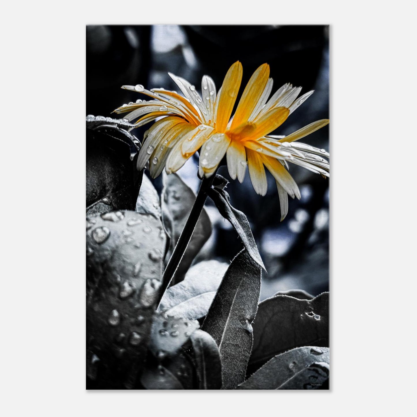 e9734e24-fd48-450b-a875-ddc11d94bd78