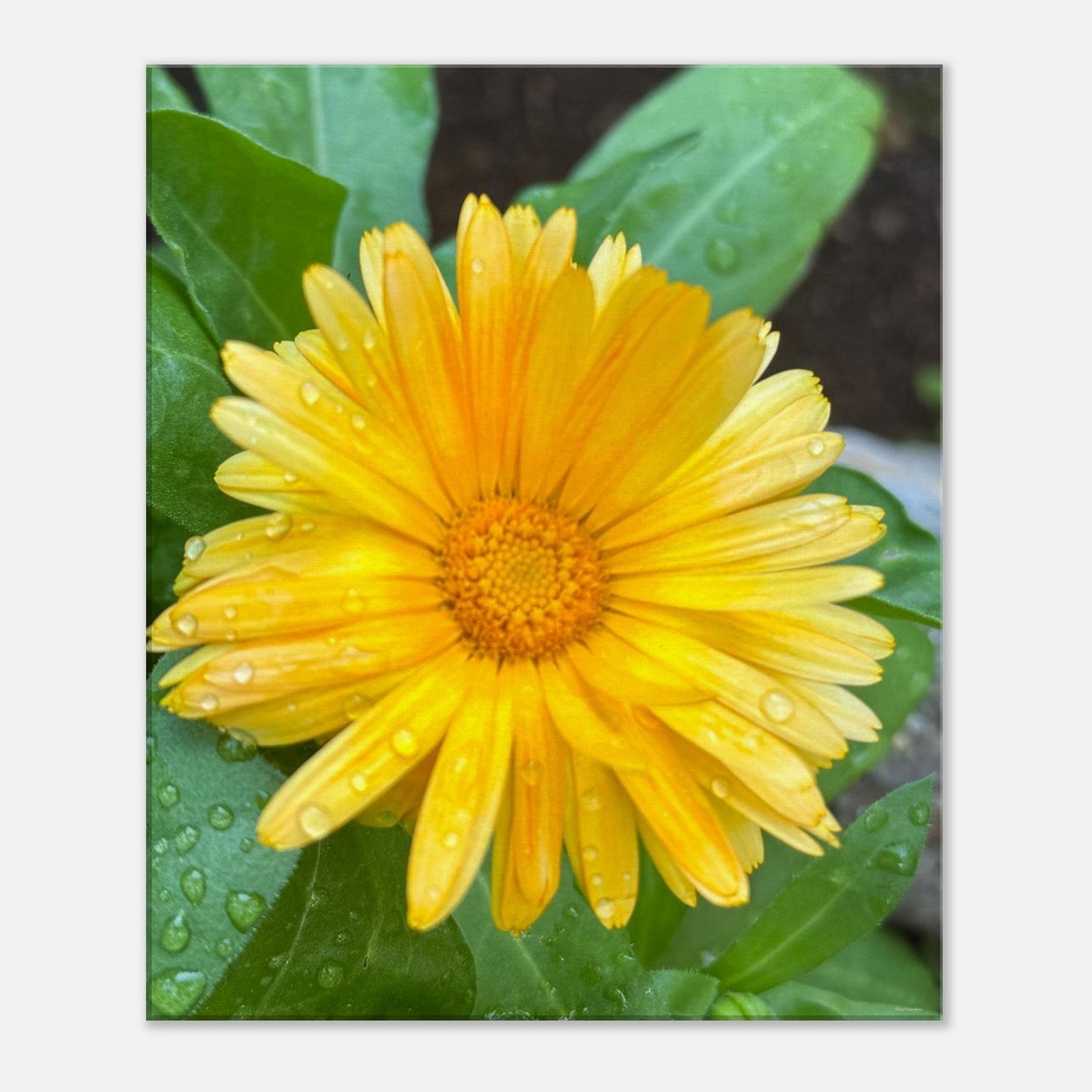 f7d322d7-5b28-4c14-b454-d62102c1fc8c