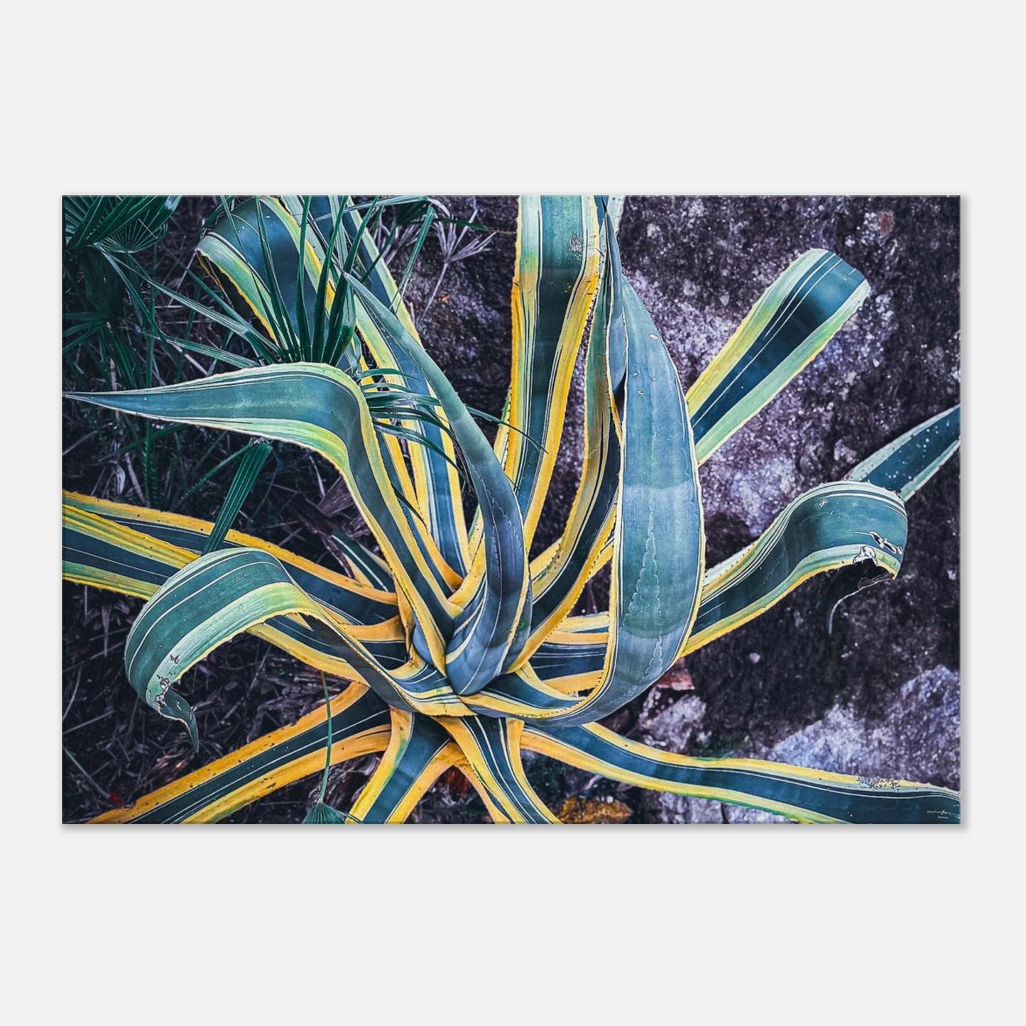 fca004bd-d6ef-4a25-9004-54e7af19c610