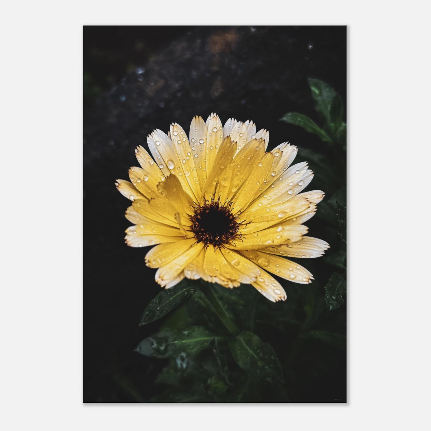 ff04d874-f1f5-4e16-8596-68d35ce570ec